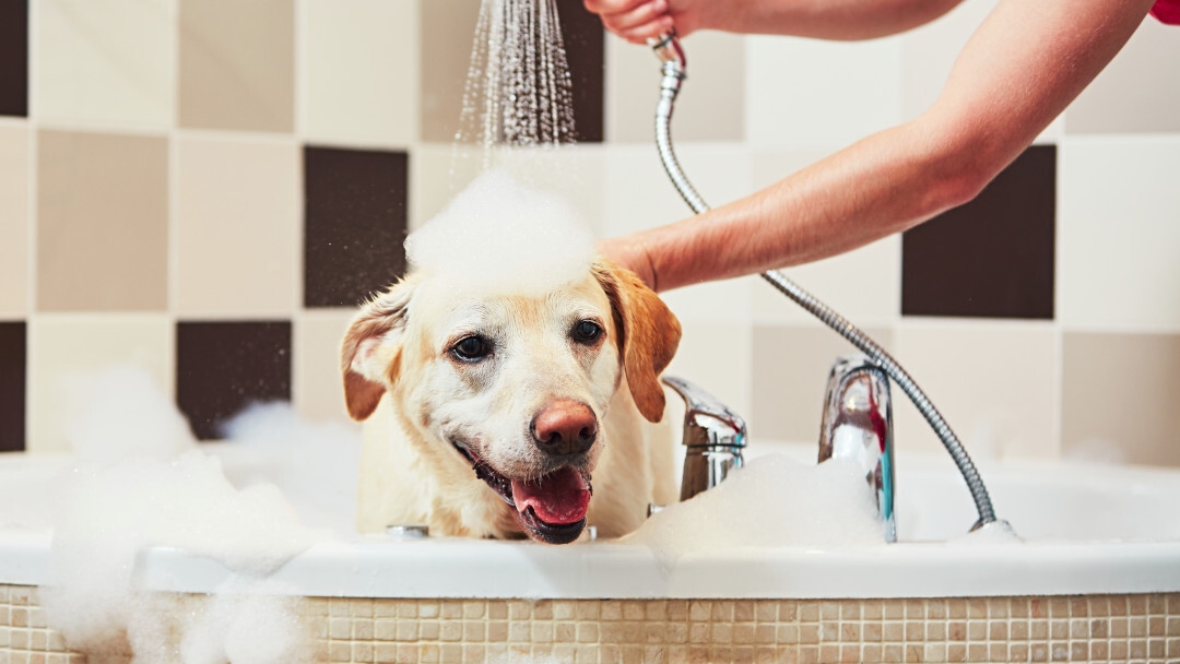 Come fare bagno cane