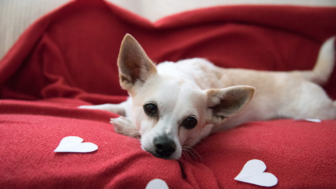 Conoscere il cane di piccola taglia