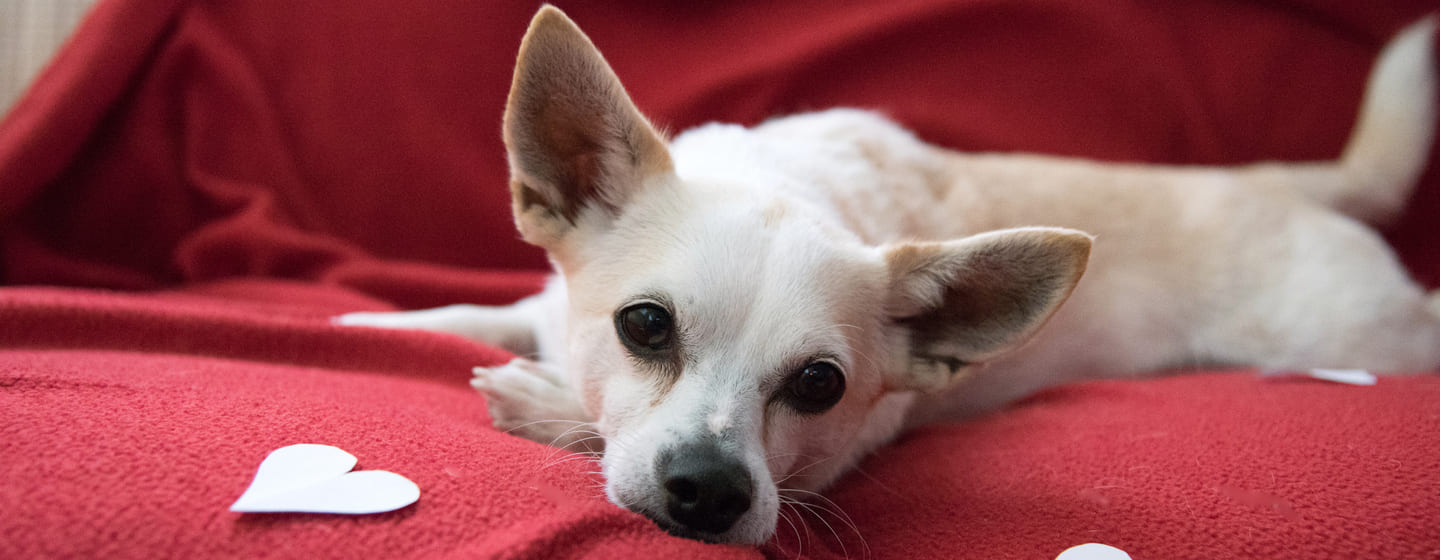 Conoscere il cane di piccola taglia