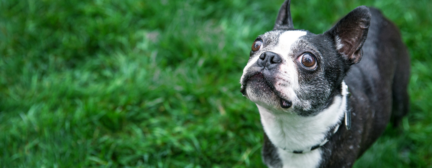 Feci del Cane: un importante indicatore della salute