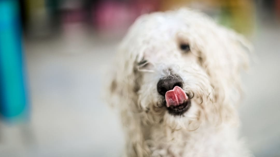 Corretta alimentazione cane