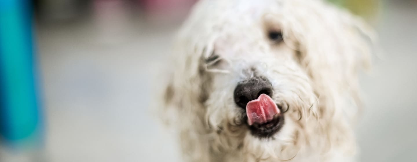 Corretta alimentazione cane