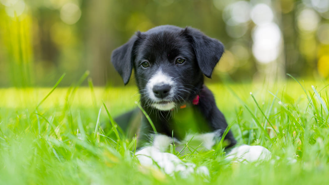 cuccioli ipersensibili