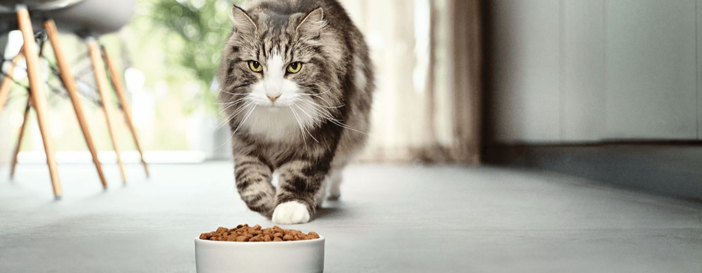 dieta gatti qual e lalimentazione corretta del gatto
