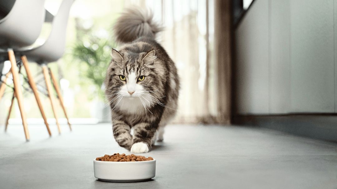 dieta gatti qual e lalimentazione corretta del gatto