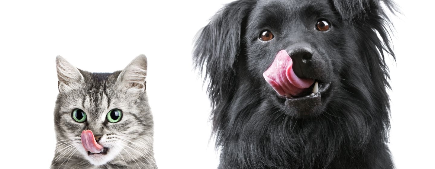 differenza tra alimentazione di mantenimento e diete cani e gatti