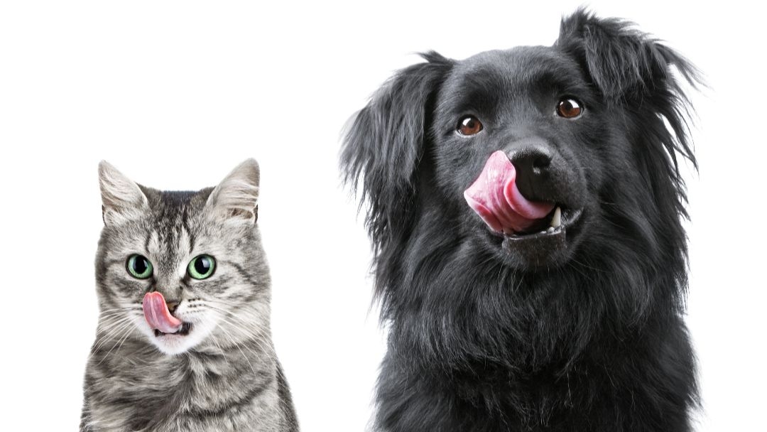 differenza tra alimentazione di mantenimento e diete cani e gatti