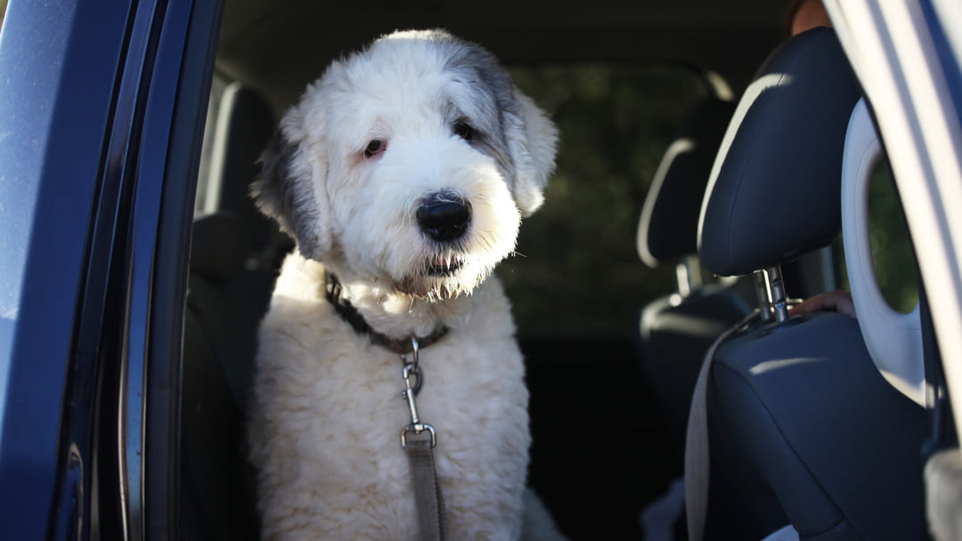 Educare cane viaggi auto
