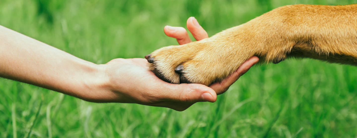 enpa cosa fa protezione animali