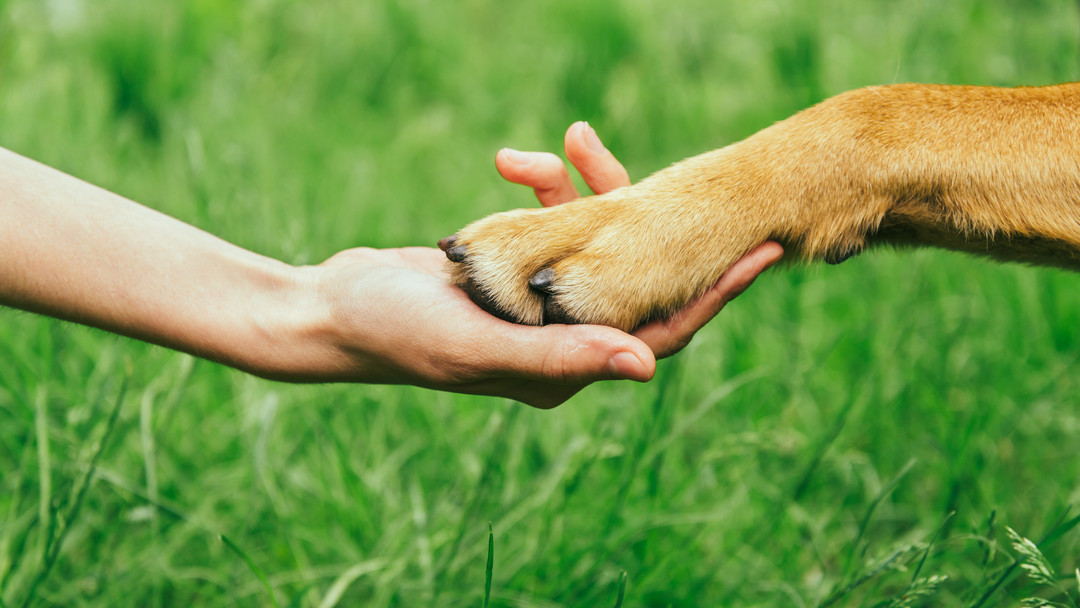 enpa cosa fa protezione animali