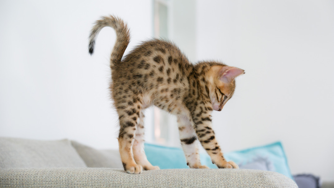 gatti cetrioli perche hanno paura