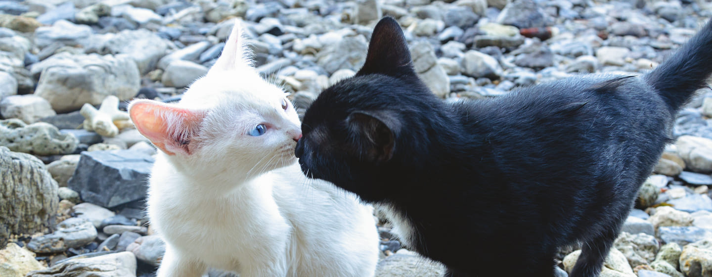 Gattini da adottare come comportarsi caso di cucciolata