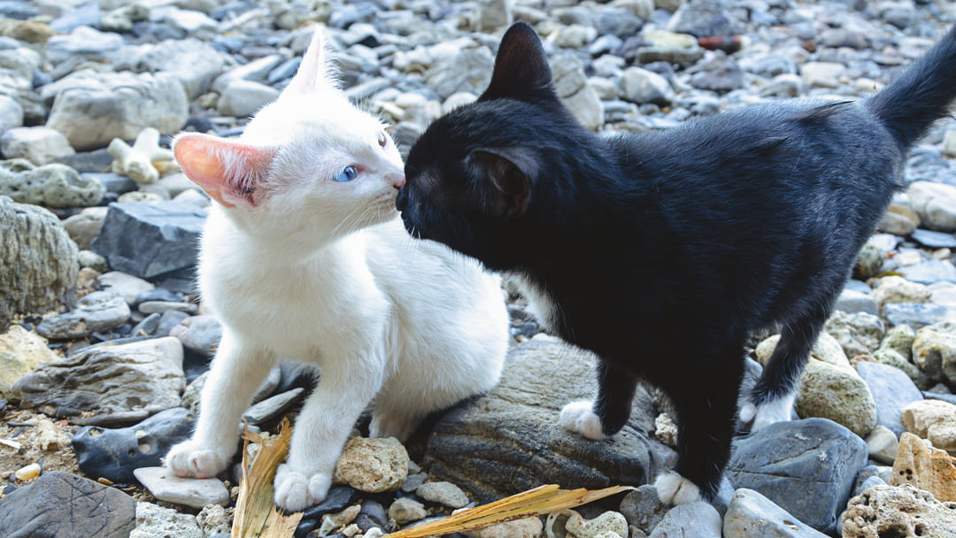 Gattini da adottare come comportarsi caso di cucciolata