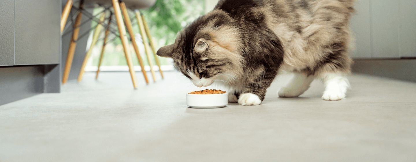 gatto lalimentazione giusta rispettare i reni