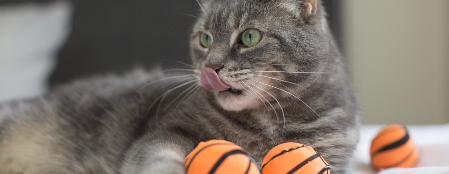 Gatto sdraiato sul letto che si lecca il naso con piccoli palloni da basket