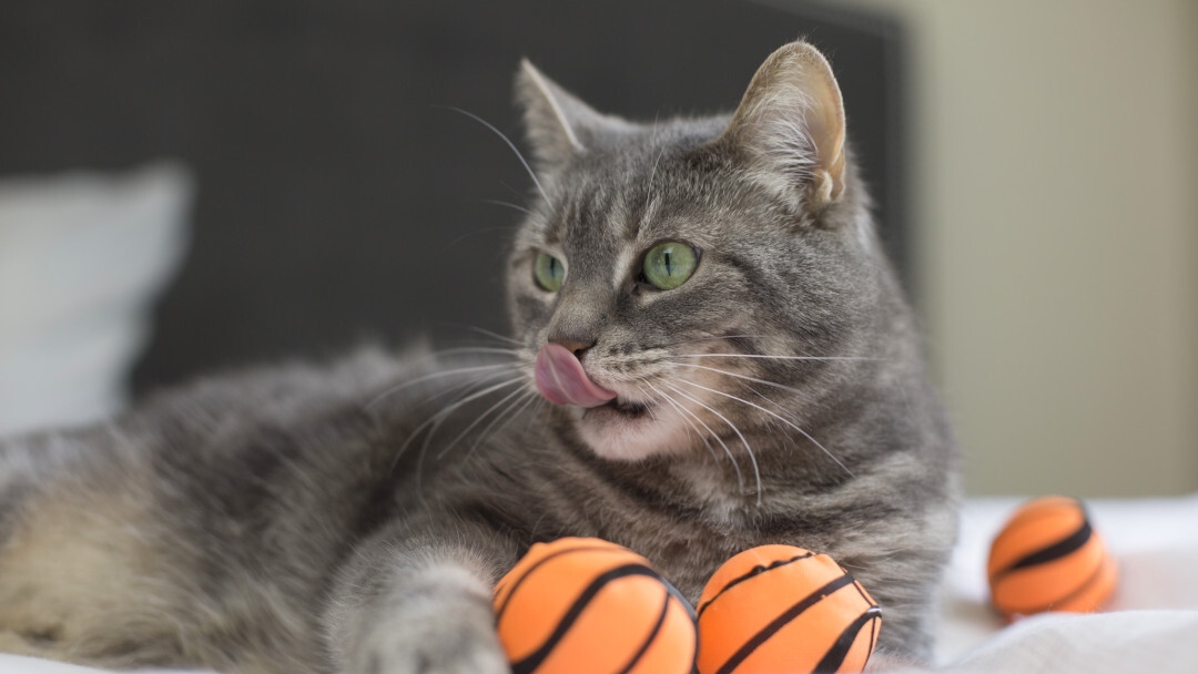 Gatto sdraiato sul letto che si lecca il naso con piccoli palloni da basket