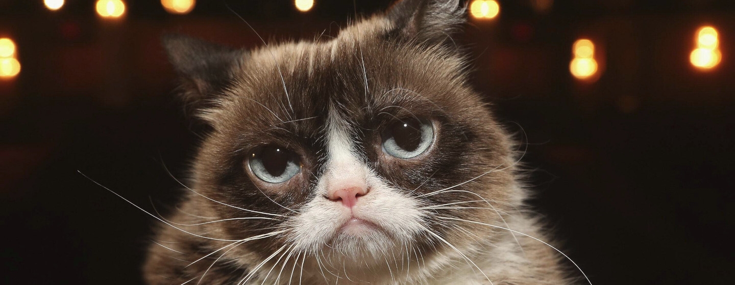 Grumpy cat gatta social hero