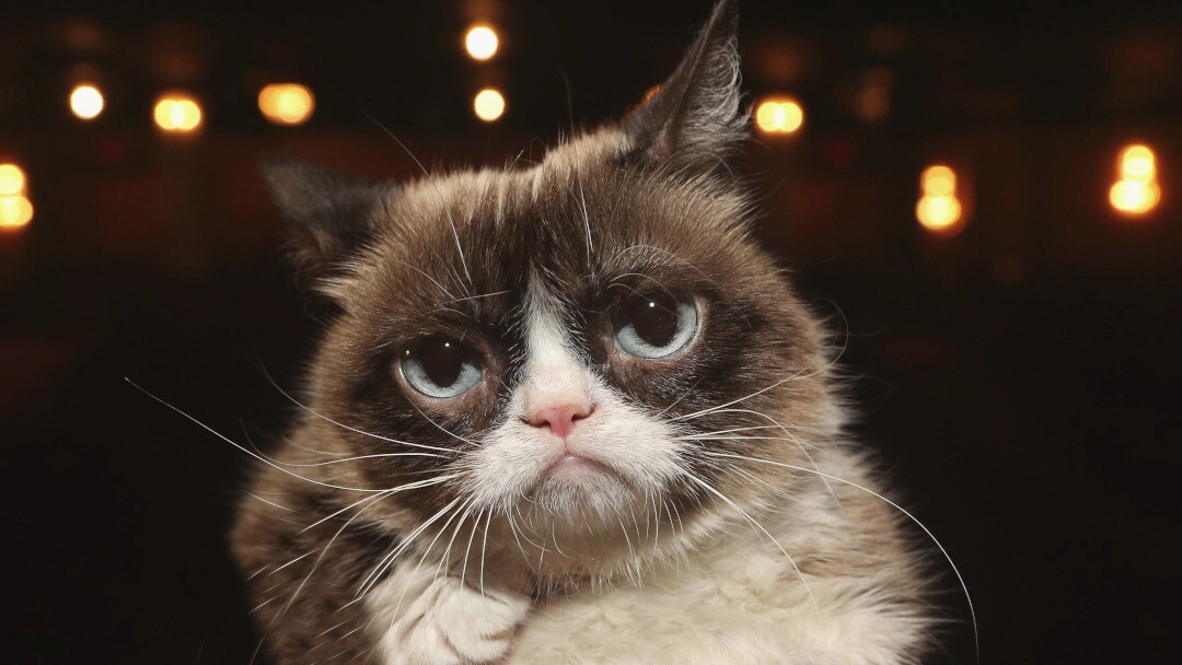 Grumpy cat gatta social teaser