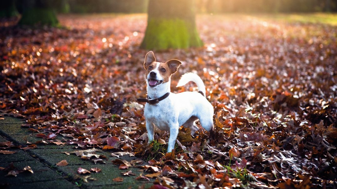 guida come addestrare cane