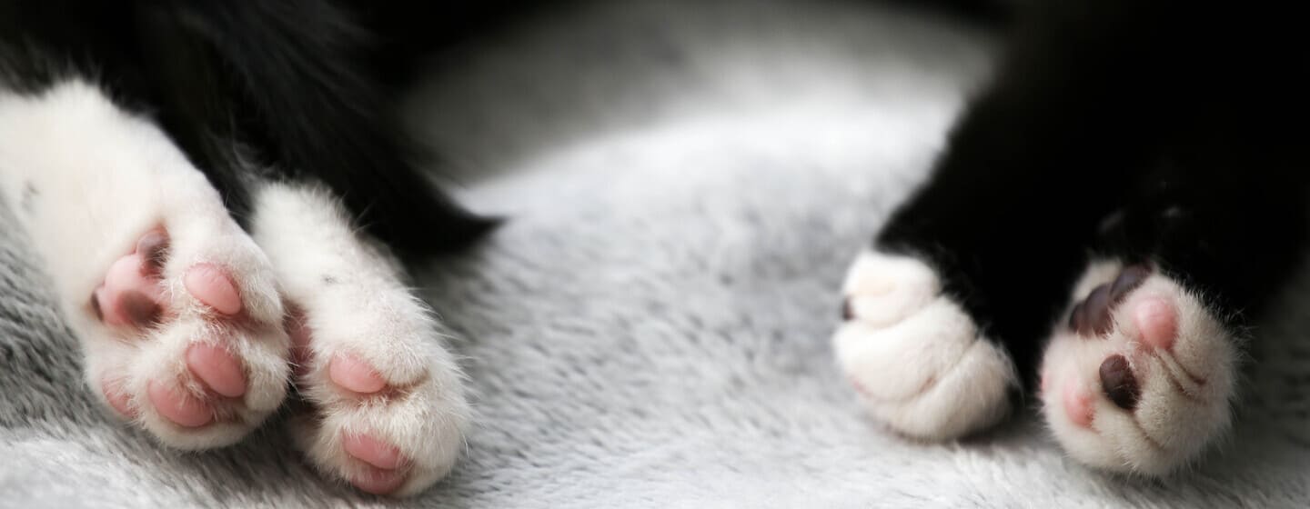 Dermatite del gatto sintomi malattia e cure