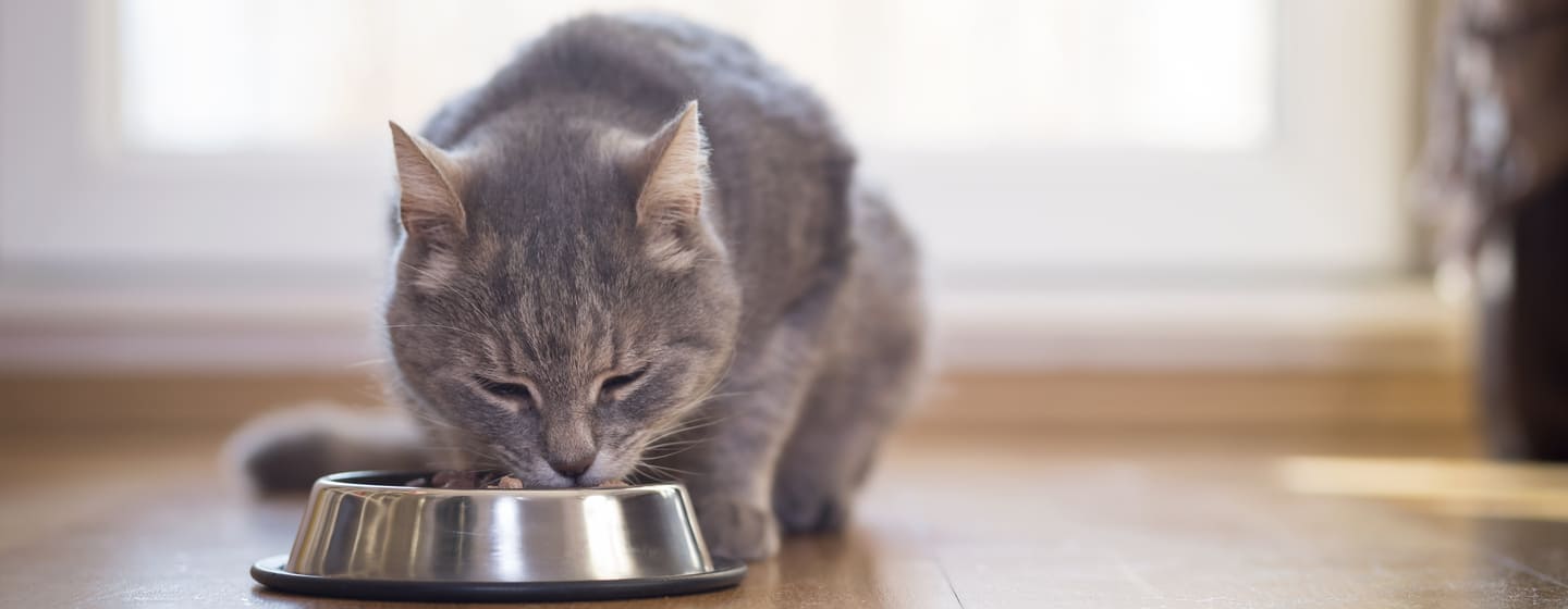 Dieta per gatti obesi salute
