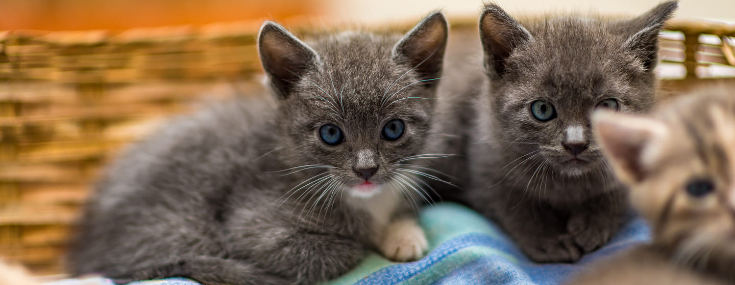 Il magico mondo delle cucce gatti