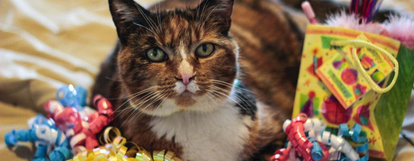 Gatto che festeggia un compleanno con regali, bomboniere e decorazioni