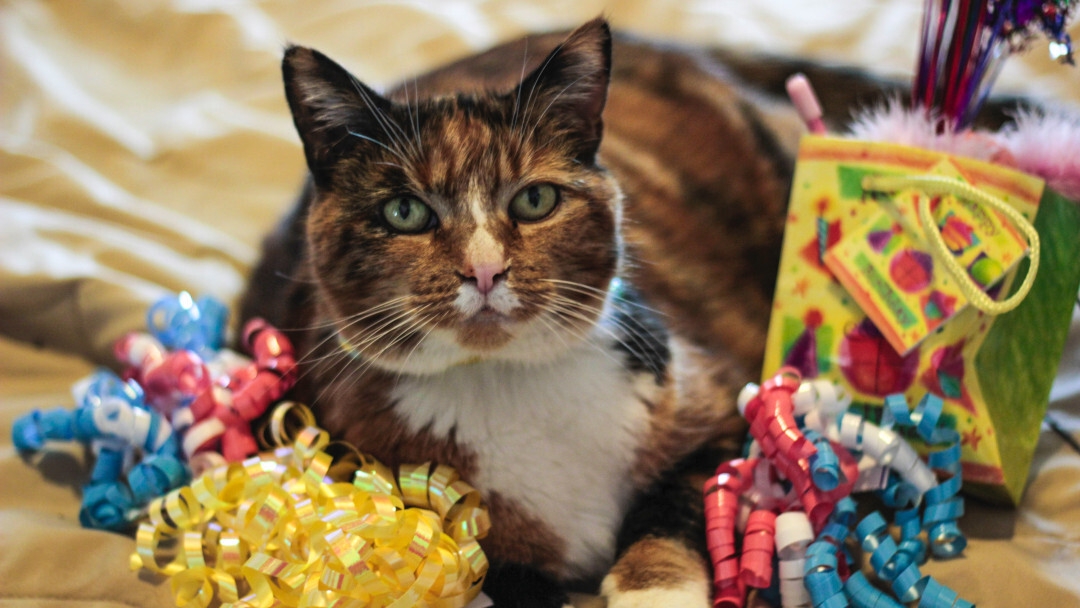 Gatto che festeggia un compleanno con regali, bomboniere e decorazioni