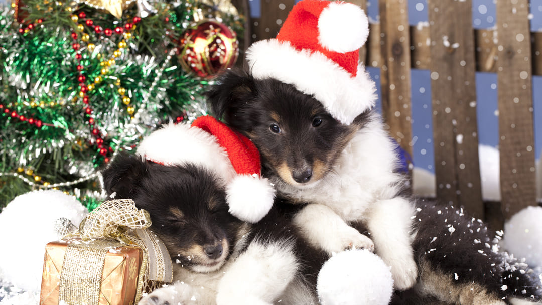 La lista dei regali di natale per il tuo cane