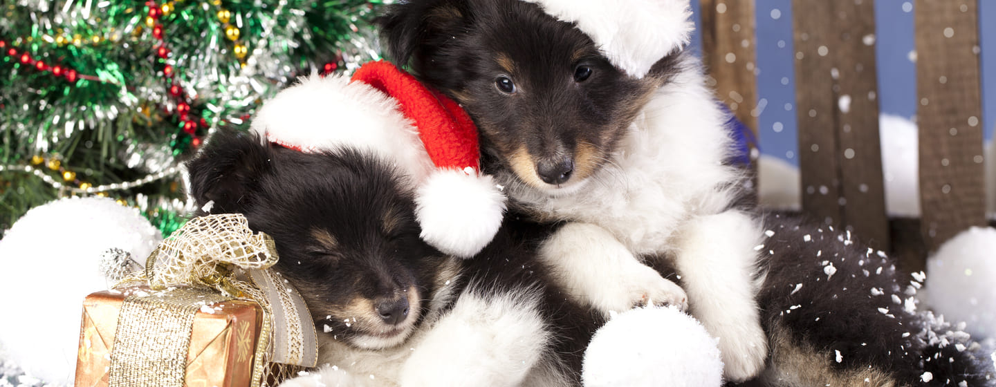 La lista dei regali di natale per il tuo cane