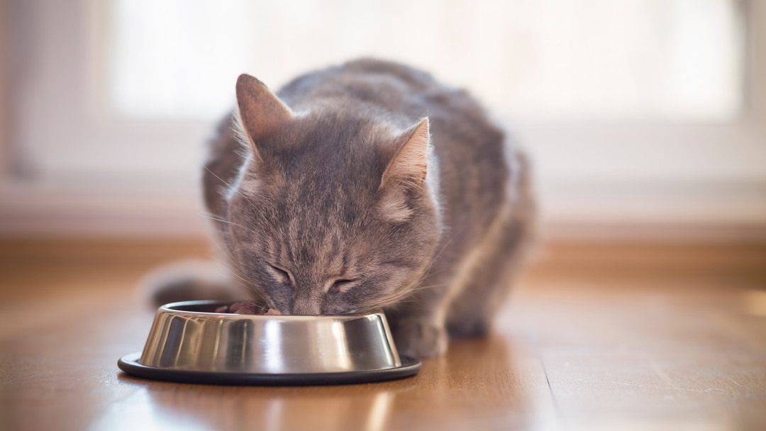 lalimentazione del gatto sterilizzato