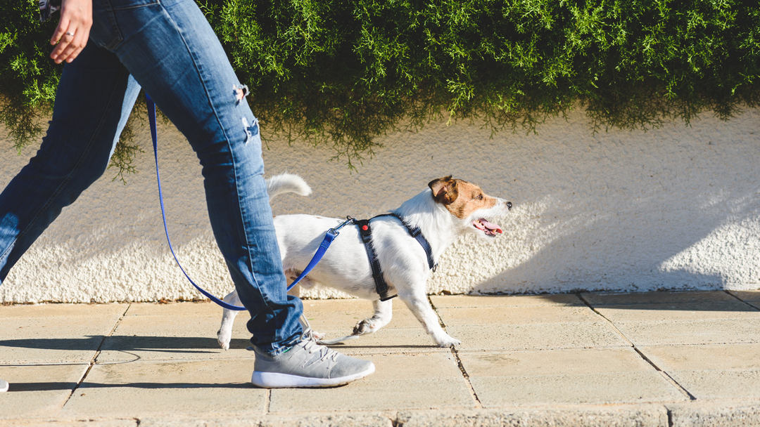 lassicurazione del tuo cane ti fa dimenticare le preoccupazioni