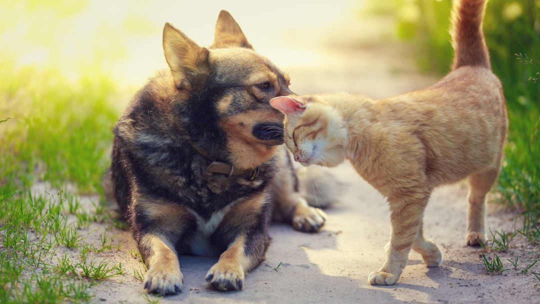 lestate-si-avvicina-e-lora-del-vaccino-cane-e-gatto-teaser