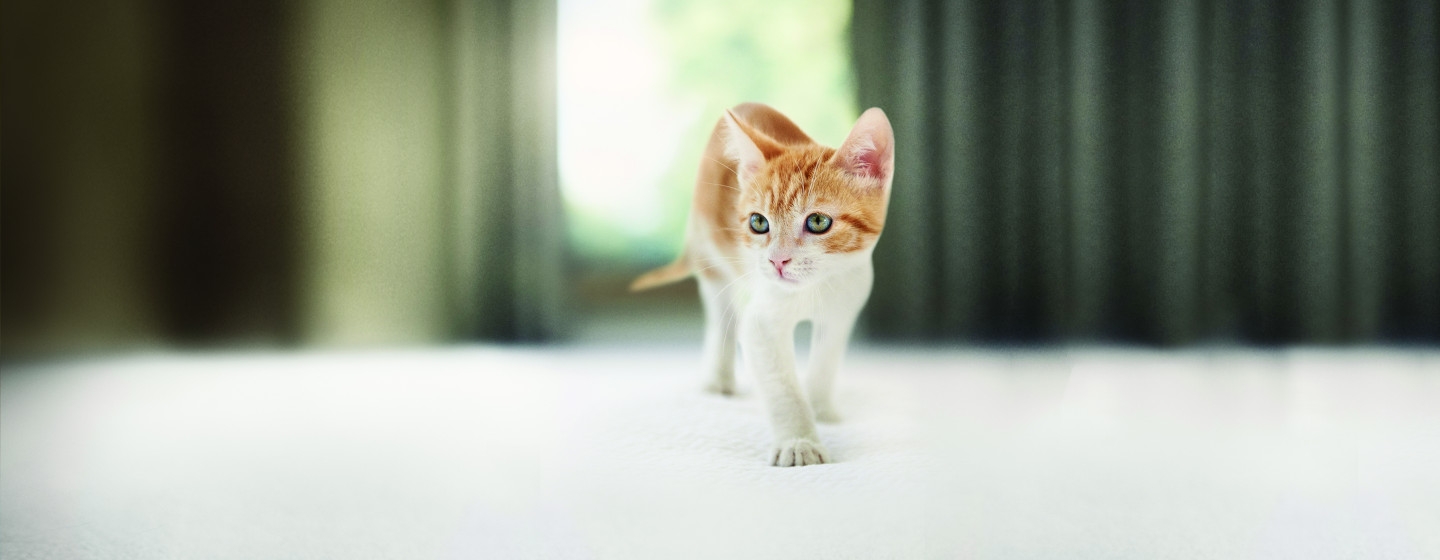 Gattino che cammina in casa sul tappeto