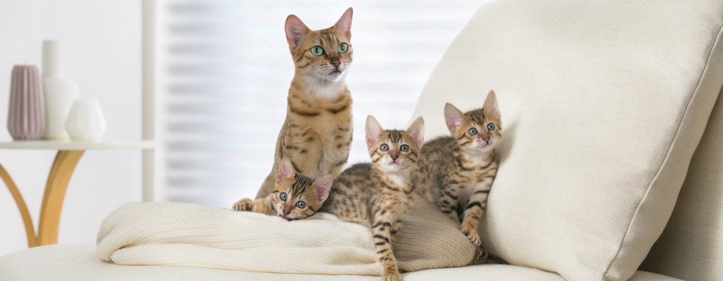 Un'immagine di quattro gatti in un divano color bianco sporco