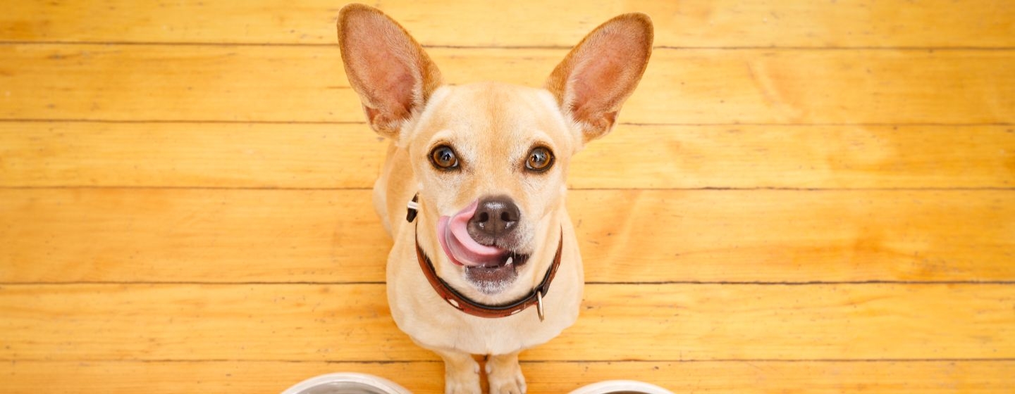 Kit Recinto completo per cani e gatti, per taglia media e grande