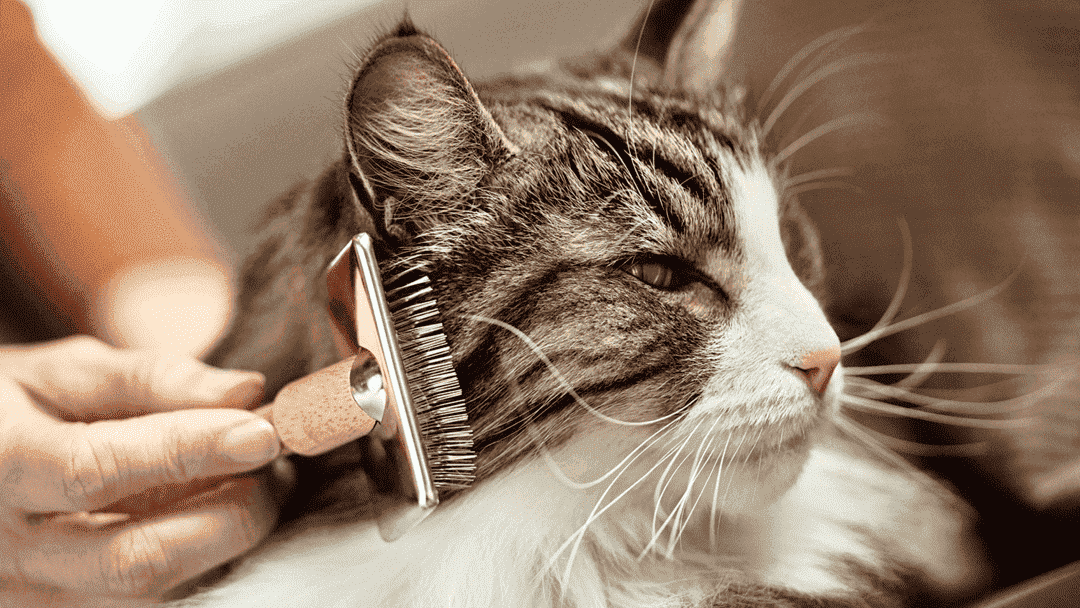 Pettinare gatti pelo lungo