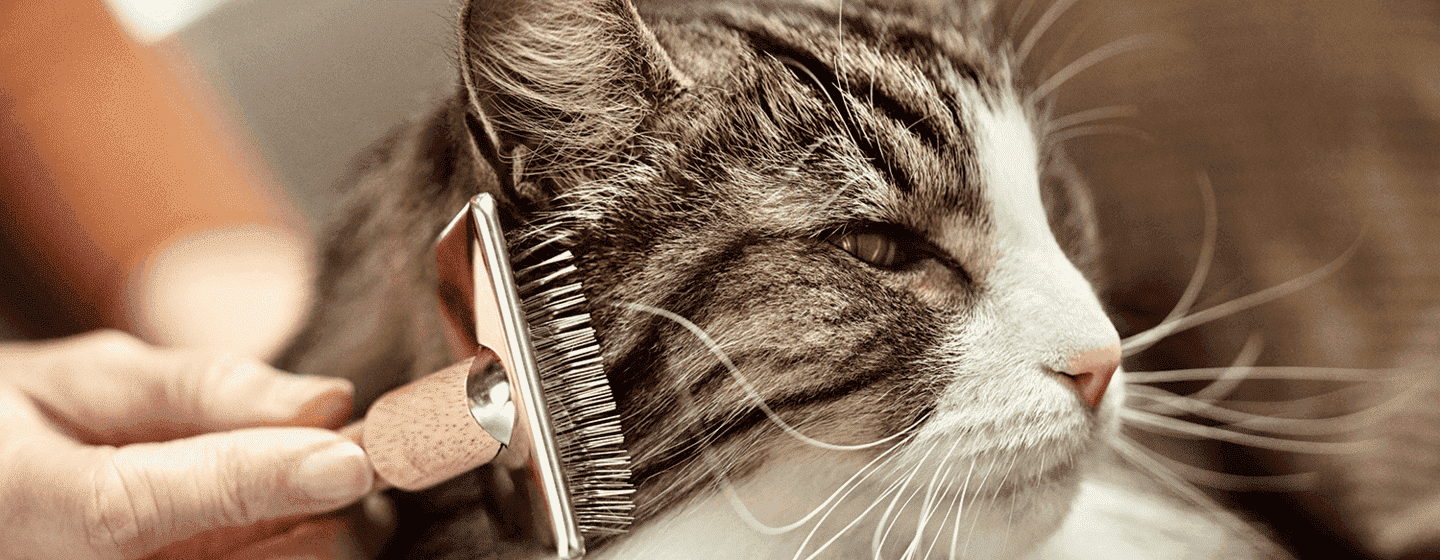 Pettinare gatti pelo lungo