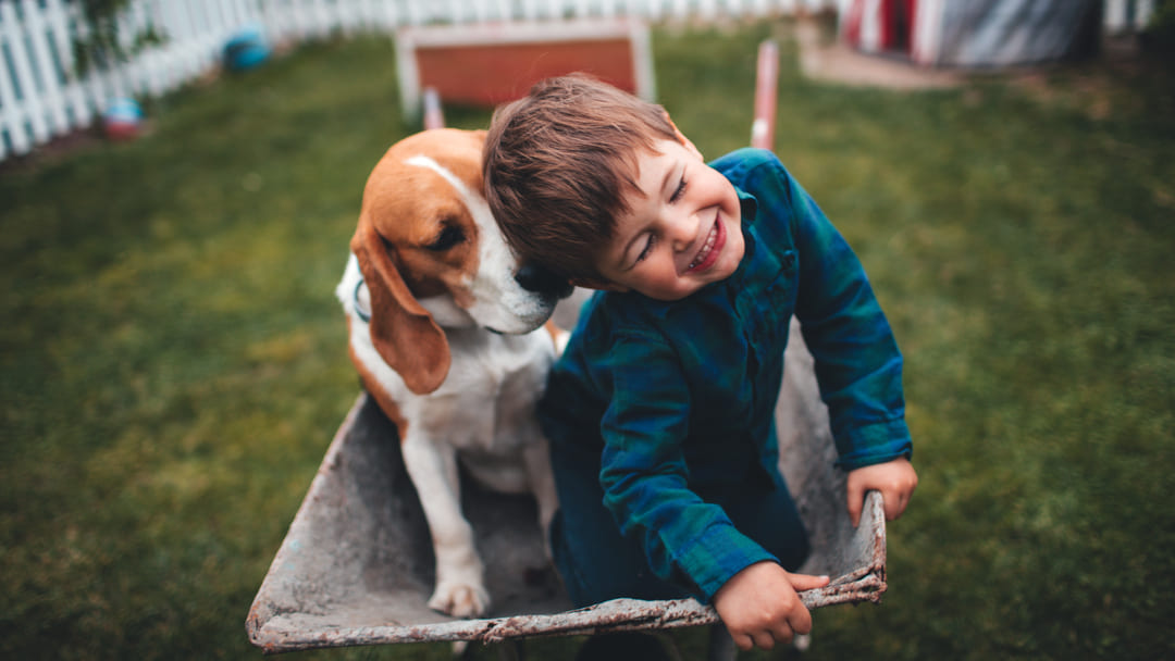 Primavera come proteggere i bambini da pulci e zecche di cani e gatti