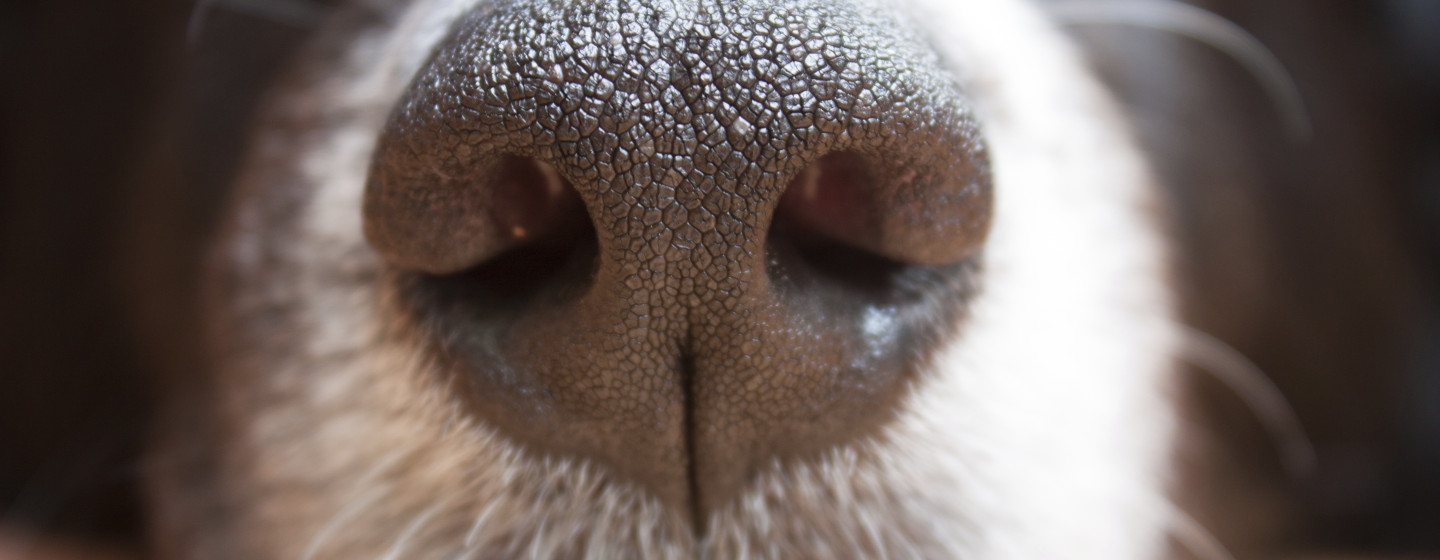 Chiuda in su del naso di un cane