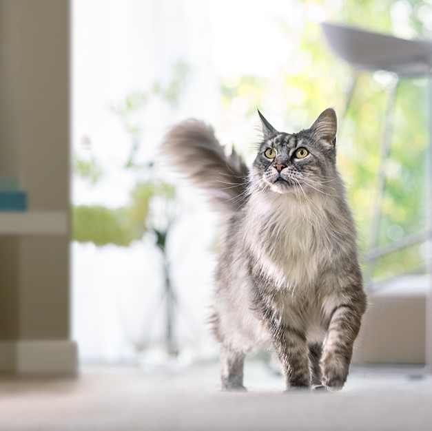 Cat walking through kitchen