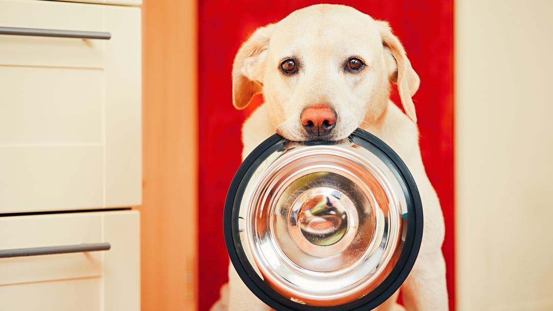 quanto deve mangiare un cane star bene