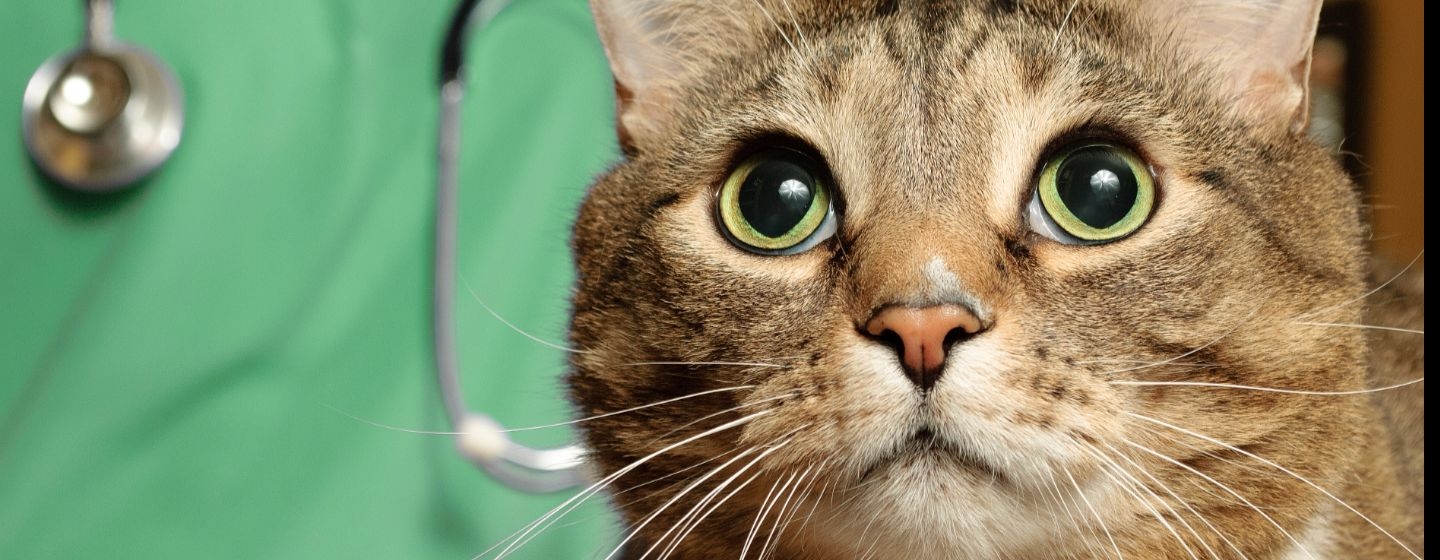ridurre lo stress del gatto dal veterinario