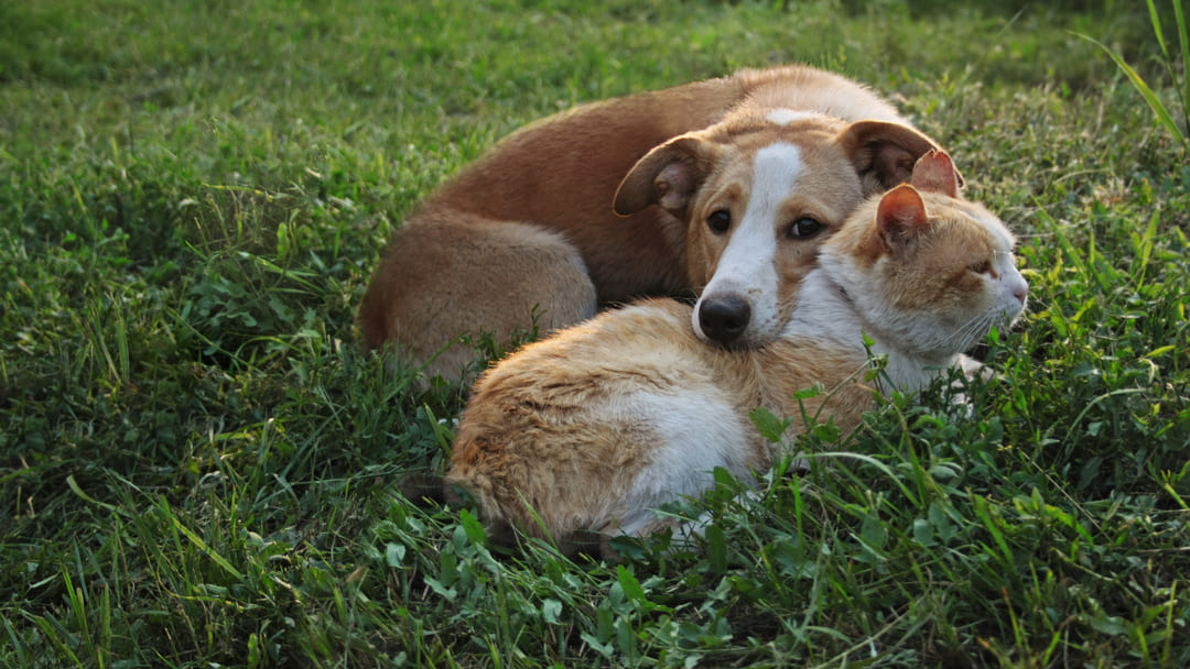 Soluzioni superare le paure di cani e gatti