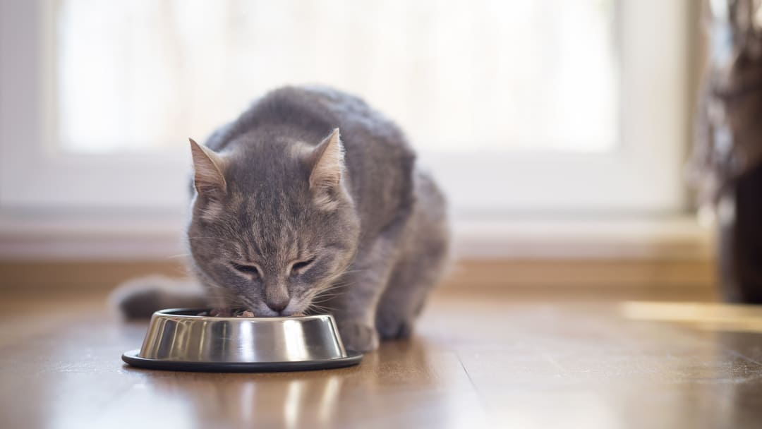 Dieta per gatti obesi salute