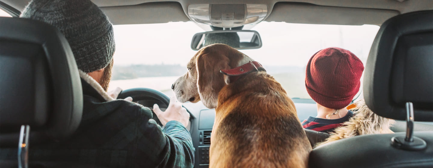 Tutti vacanza il decalogo il viaggio con il cane