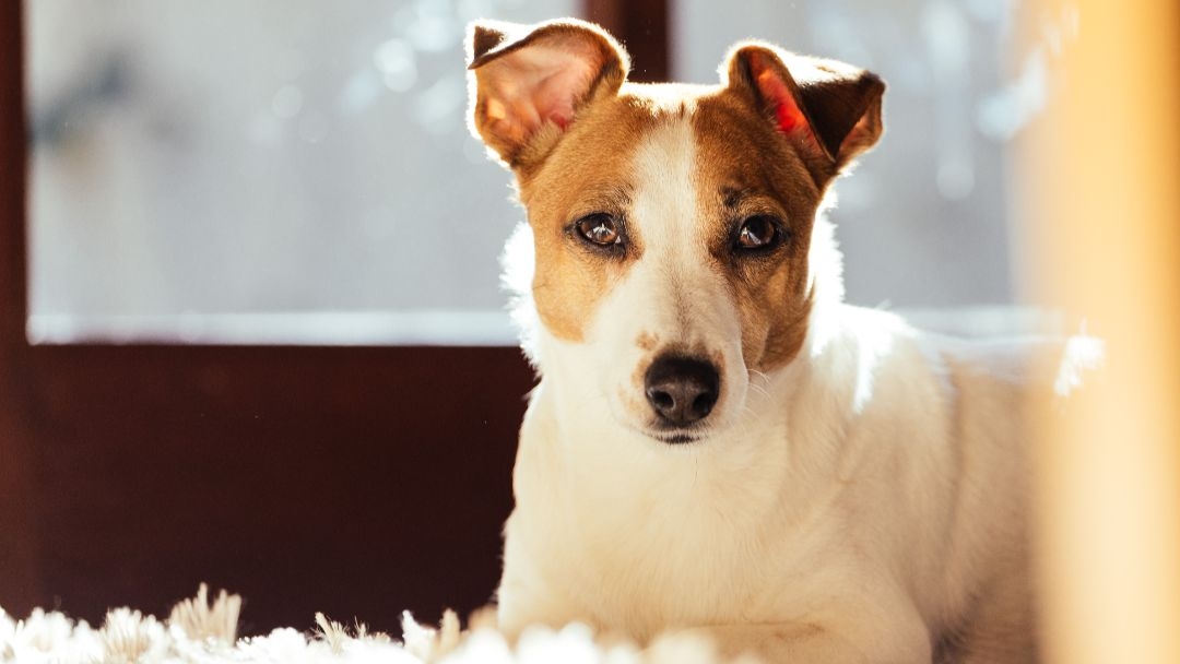 un cane su misura il nostro appartamento