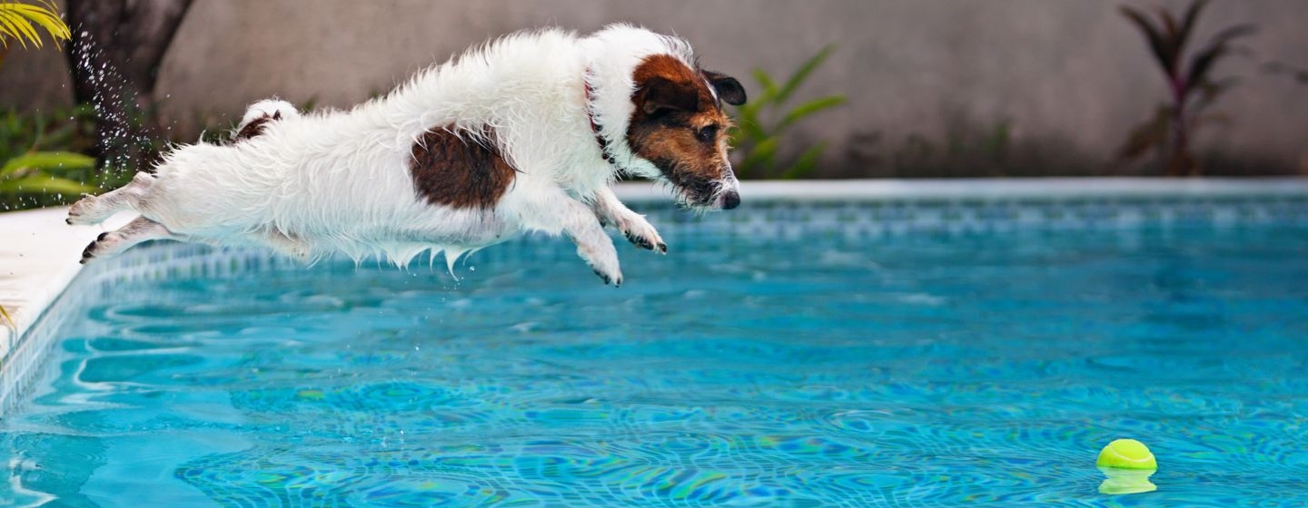 vacanze con il cane tutti gli errori da evitare