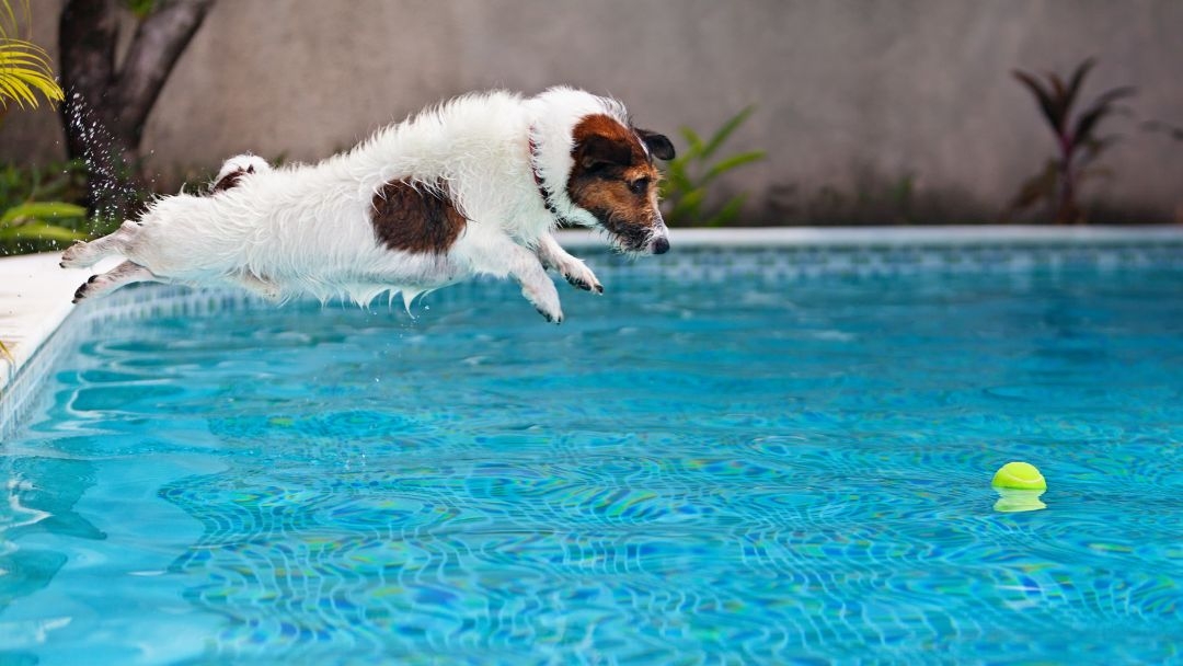 vacanze con il cane tutti gli errori da evitare