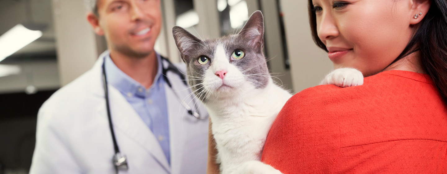 veterinario gatto visite vaccinazioni